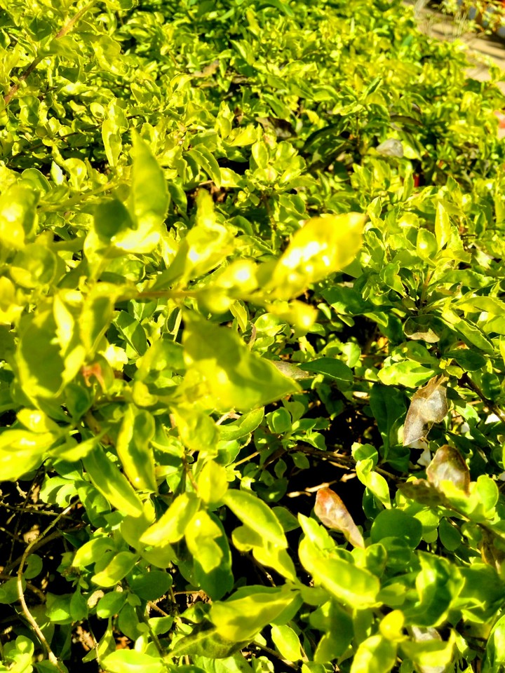 Leaf amazing