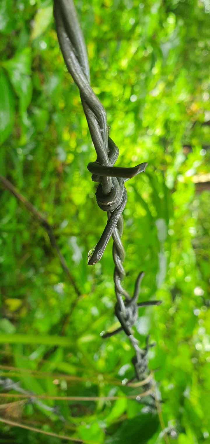 Fencing greenary