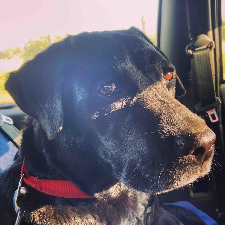 my little black labrador