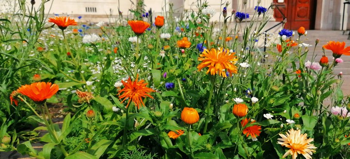 wild flowers