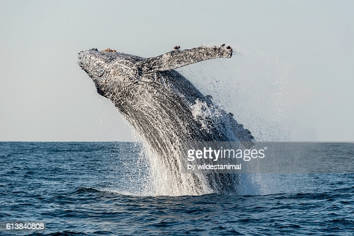 Baleine