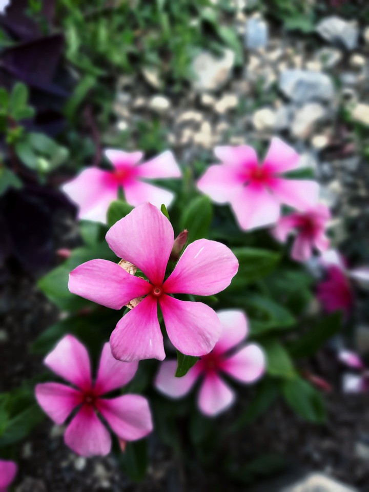 Flowers After Rain