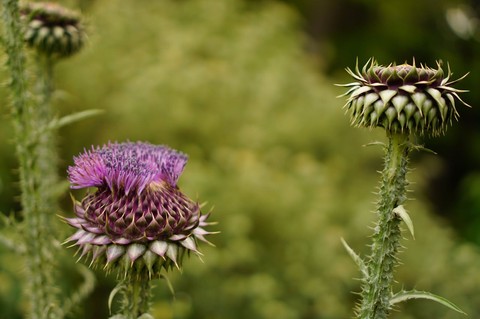 خلفيات wildflower, flower