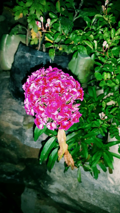 flora, cornales壁纸