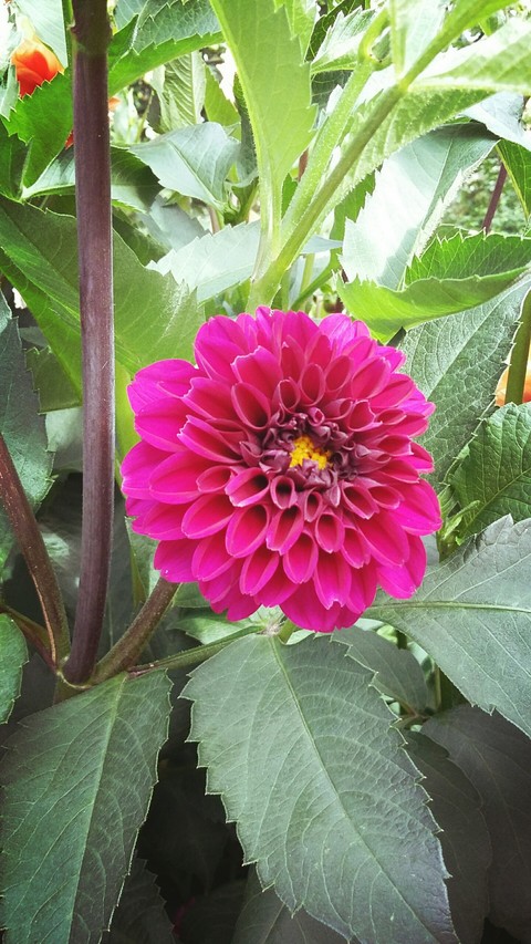 Pink Dahlie