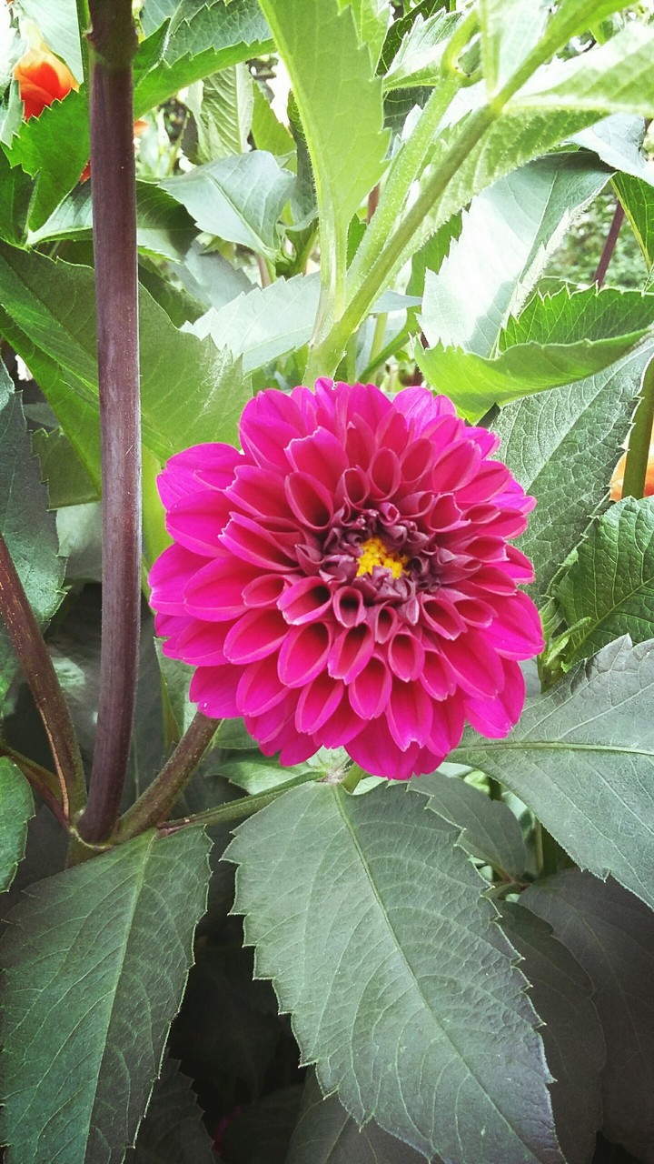 Pink Dahlie