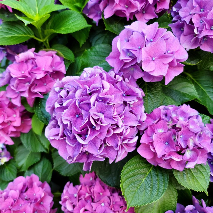 hydrangea