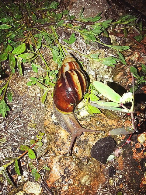 sfondi invertebrate, organism