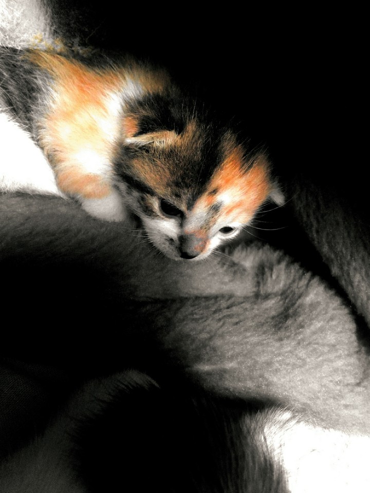 Kitty