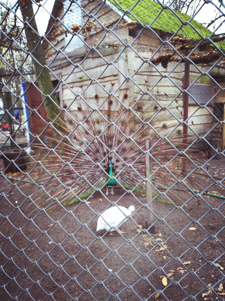 павлин