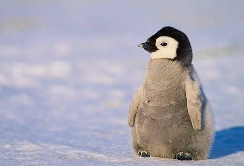 penguin, 脊椎動物桌布