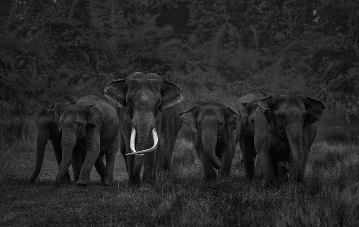Elephant