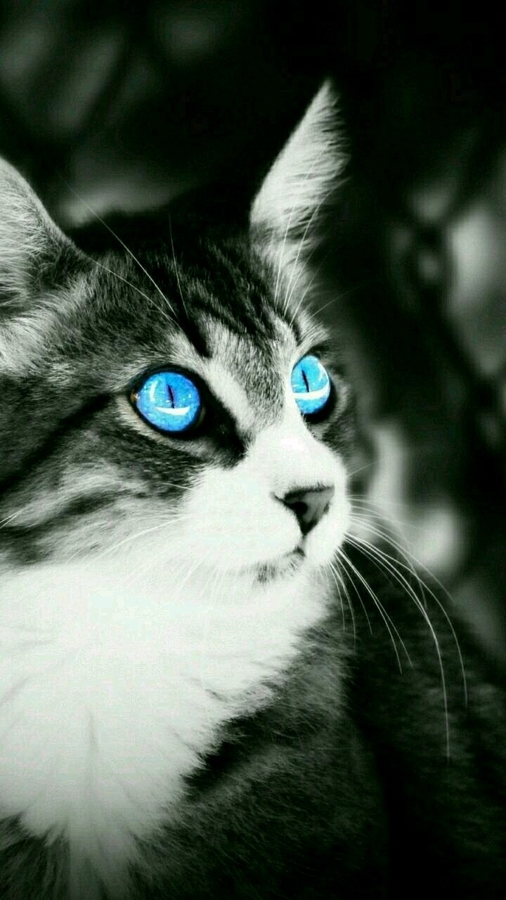 caty