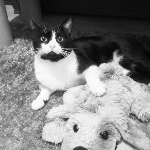cat, black-and-white háttérképek