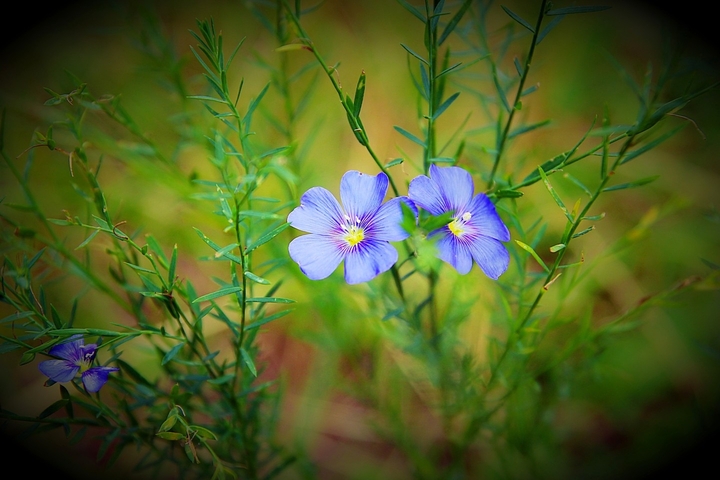 #flower #love #most