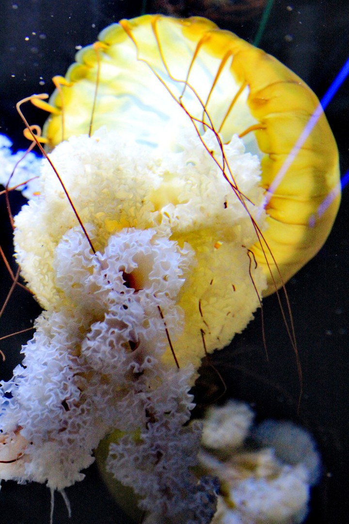jelly fish
