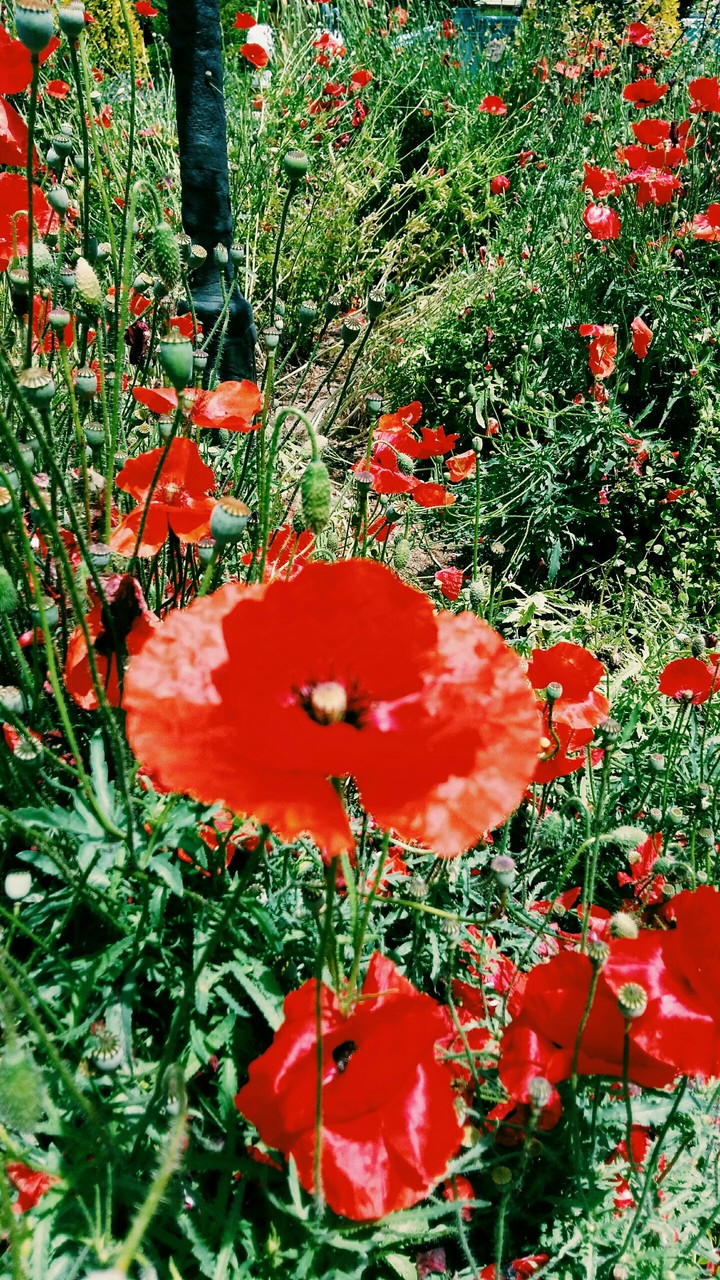 opium poppy