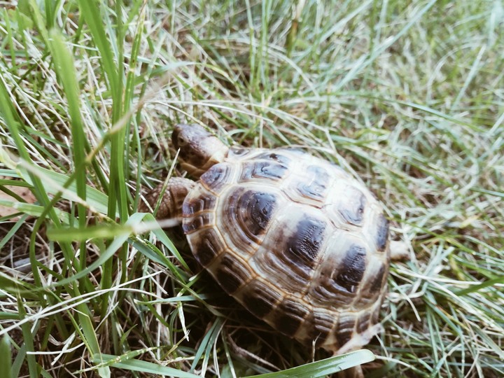 Animal