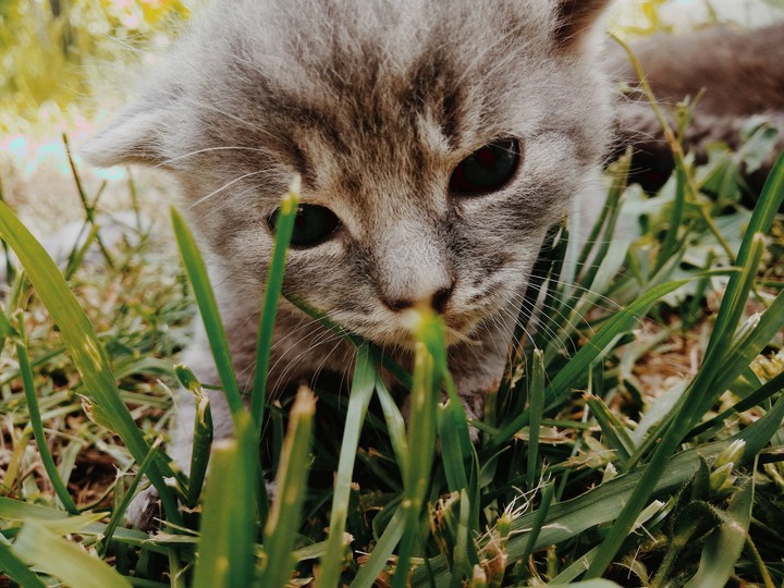 kitty