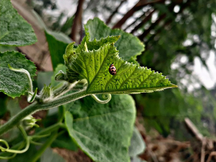 Beetle
