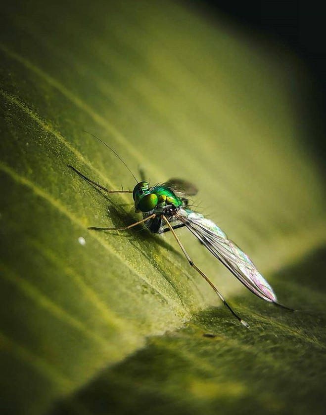 Fly