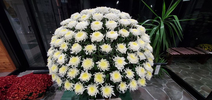 chrysanthemum