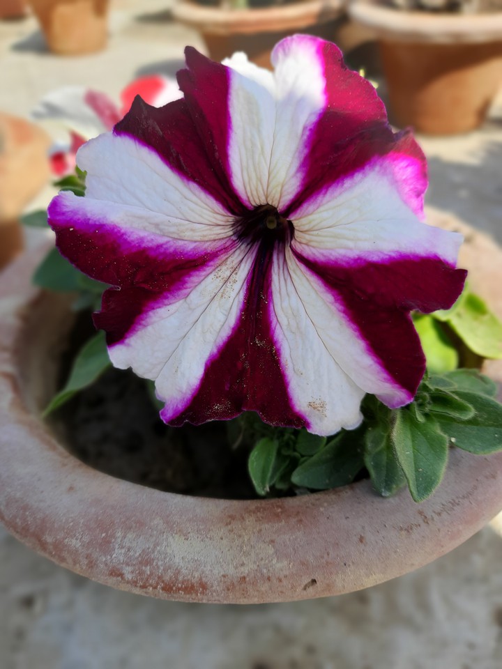 Petunia