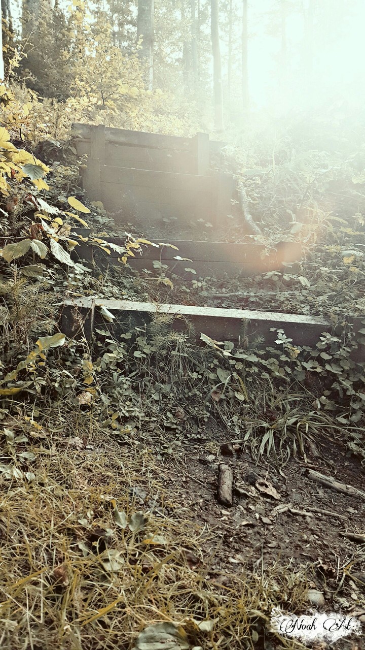 Waldweg der Sonne