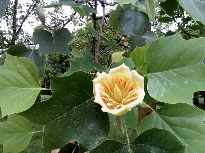 Tulip