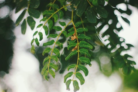 Green Colour make u Happy