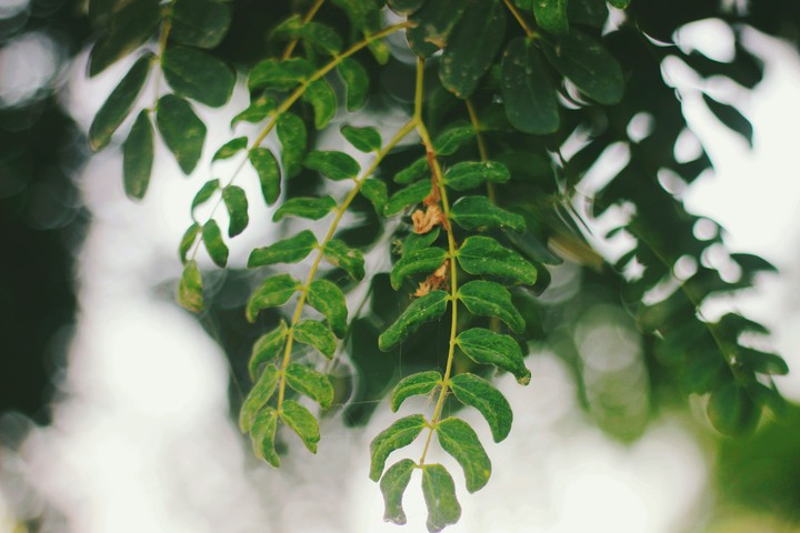 Green Colour make u Happy