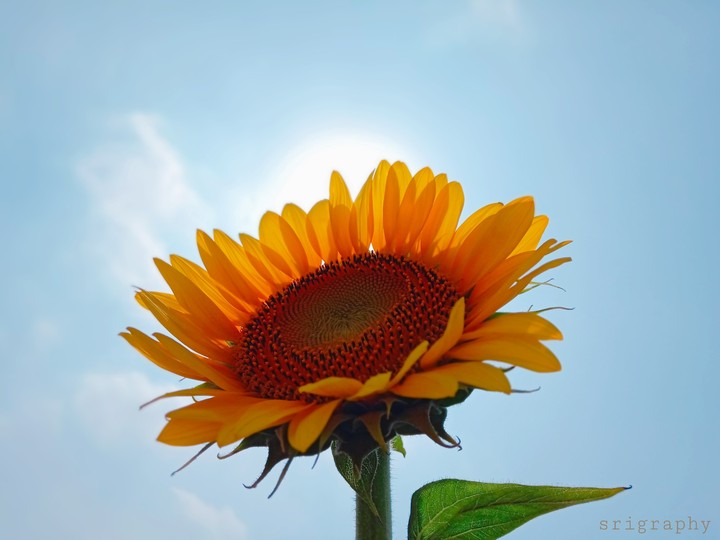 sunflower