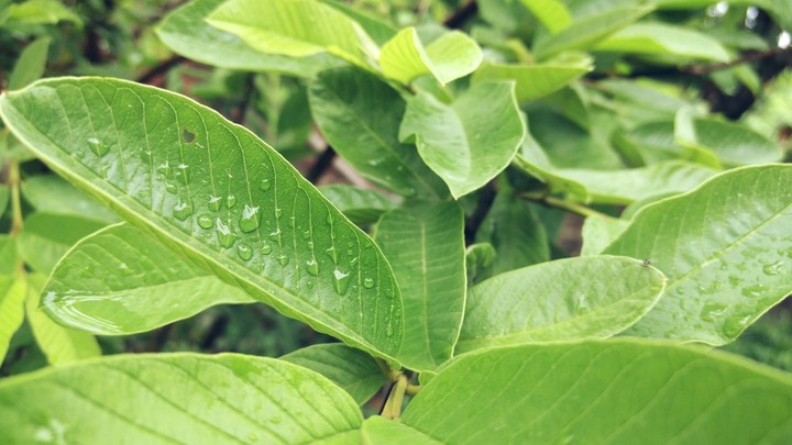 leaf