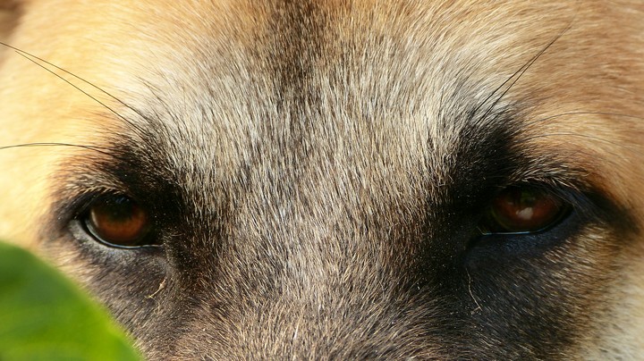 eyes