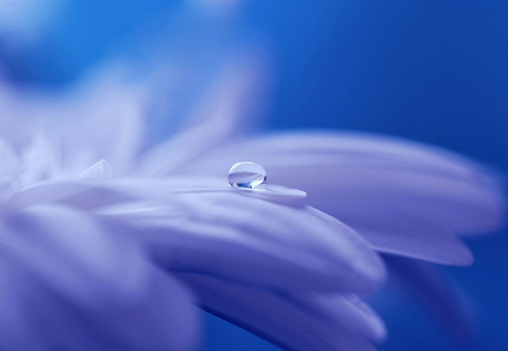 Blume