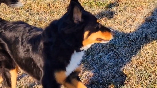 good boy