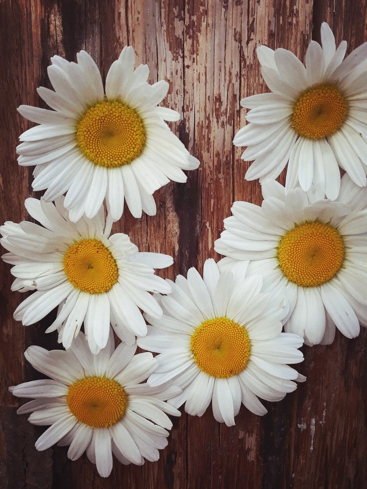 daisy
