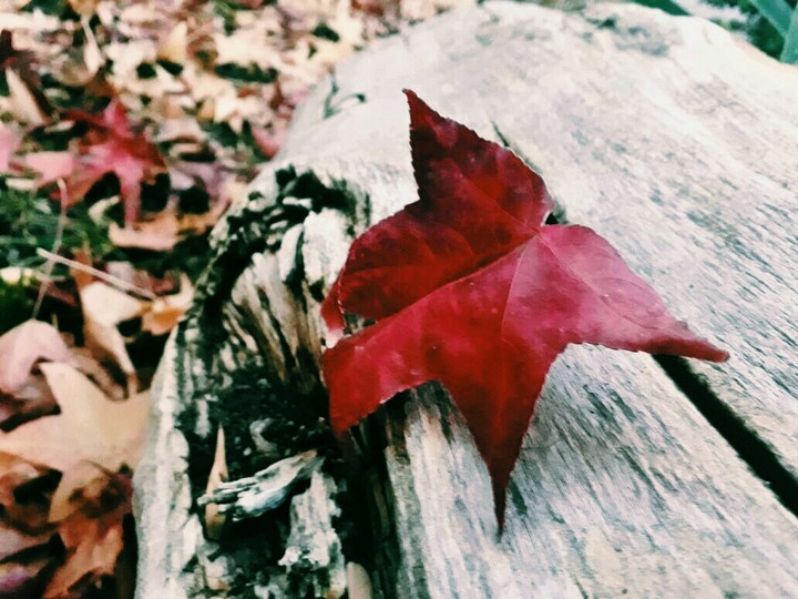 Otoño~
