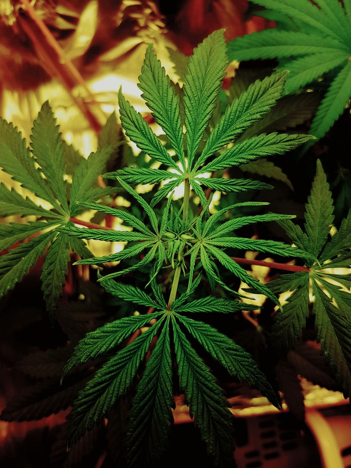 Cannabis