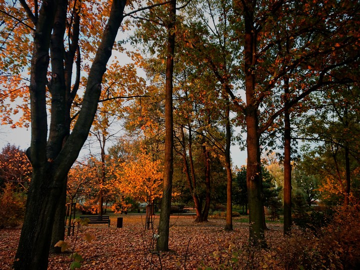 Sunset Upon Trees