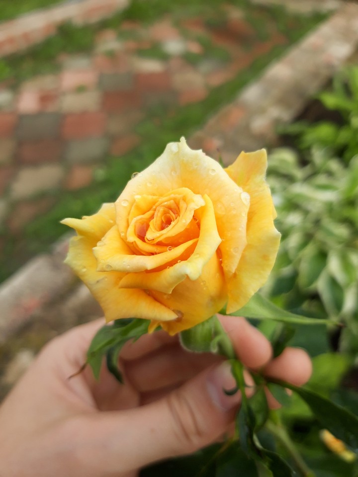 Roses