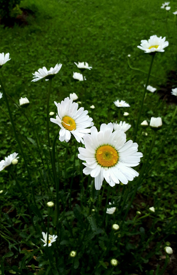 chamomile