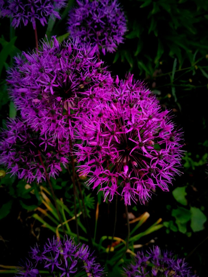 purple flower