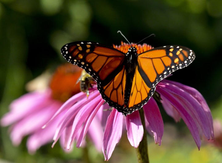 Butterfly and bee