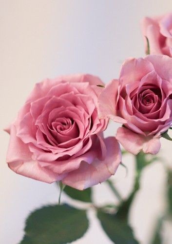 Rosas