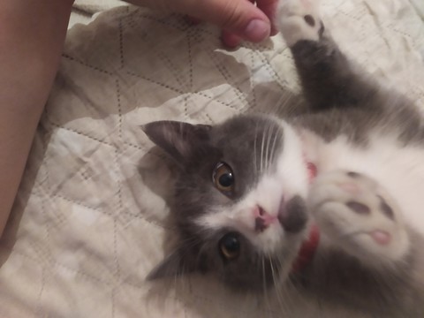kitten, whiskers壁纸