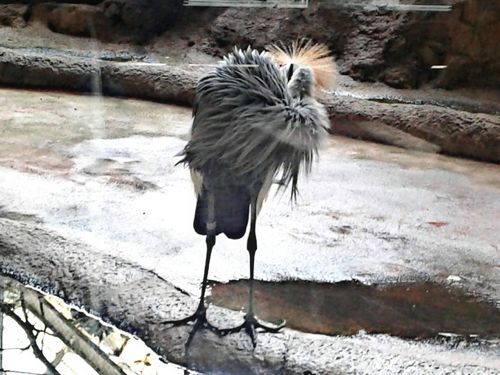 Bird in the wild