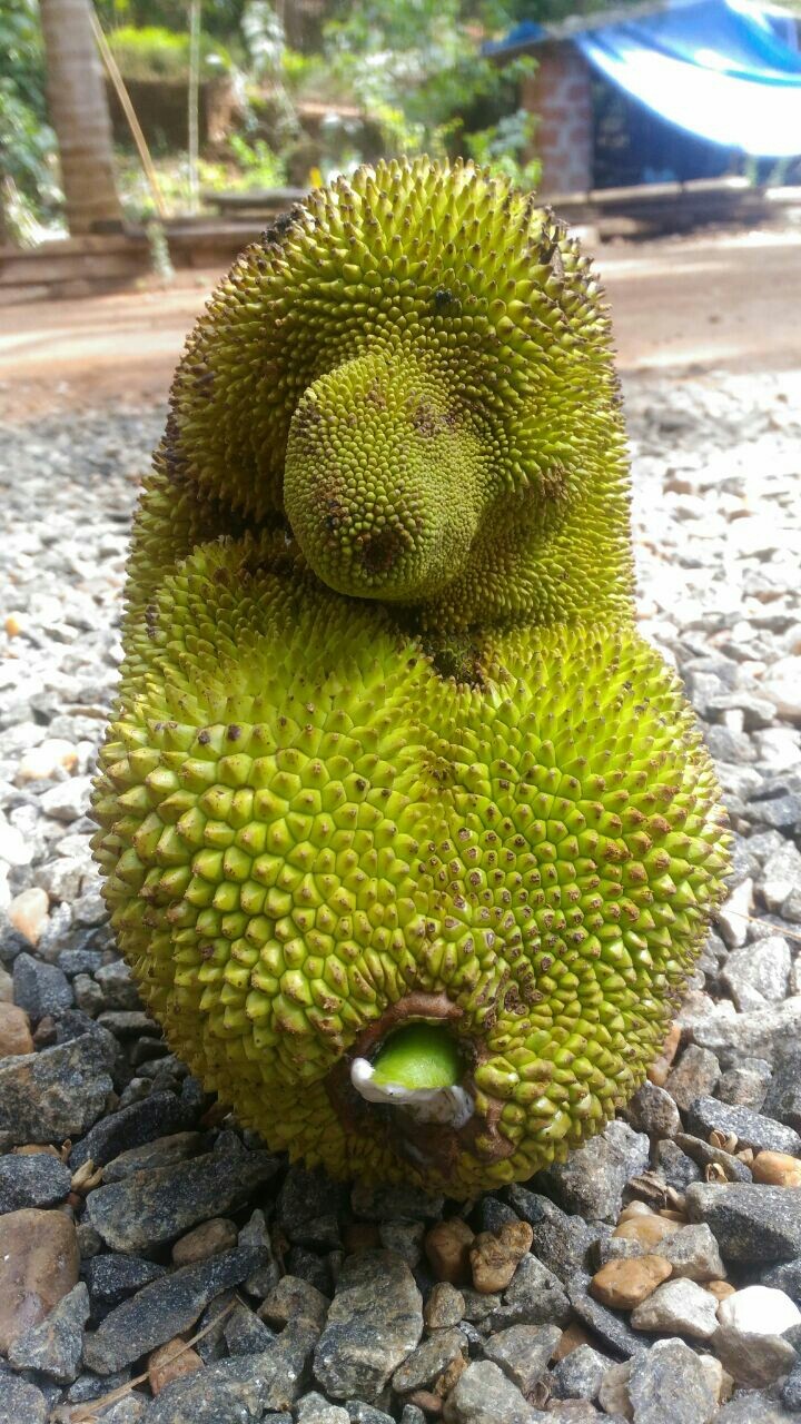 Jackfruit