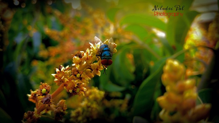 nature