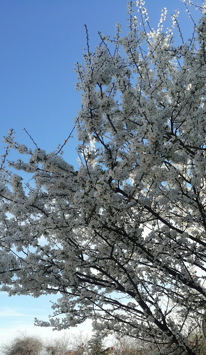 spring